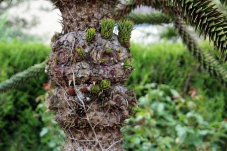 Araucaria araunana