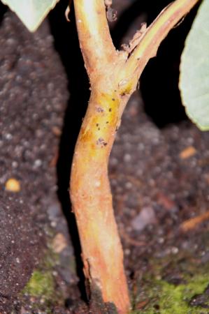 Arbutus 'Marina'