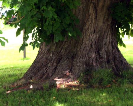 Aesculus hippocastaneum