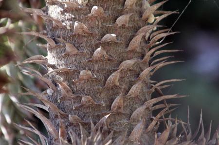 Araucaria araucana