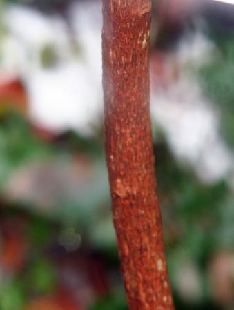 Actinidia melanandra