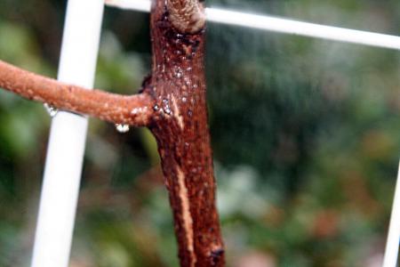 Actinidia melanandra