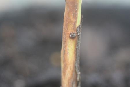 Arbutus andrachnoides