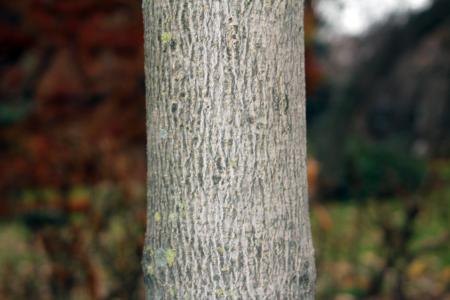 Aesculus indica