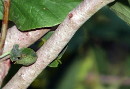 Asimina triloba