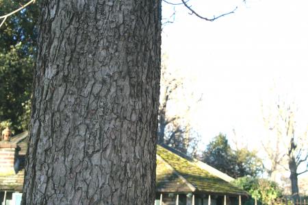 Aesculus hippocastaneum