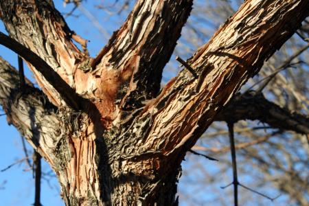 Acer triflorum