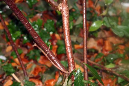 Actinidia deliciosa