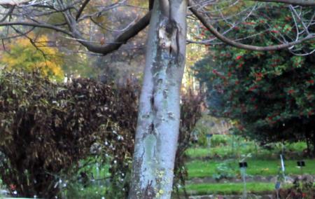 Asimina triloba