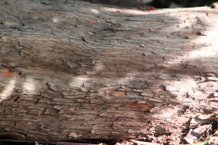 Arbutus unedo