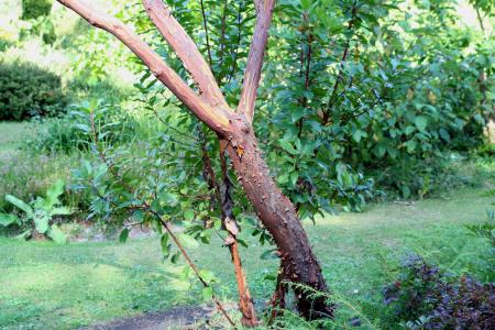 Arbutus andrachnoides