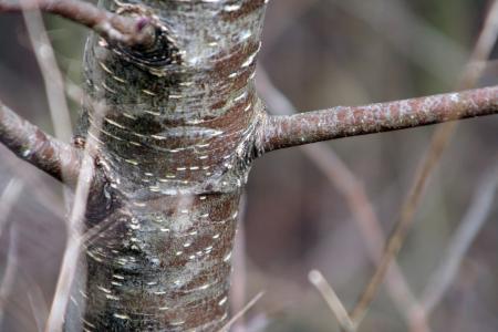 Alnus glutinosa