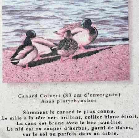 Canard colvert