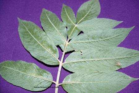 Sambucus adnata, feuille