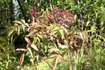 Le canadensis rose