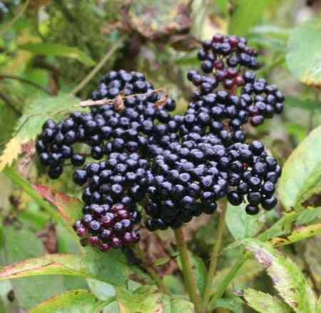 Fruits