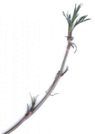 'Heterophylla'
