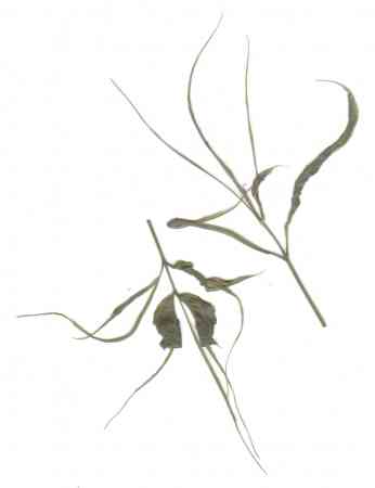 'Heterophylla'