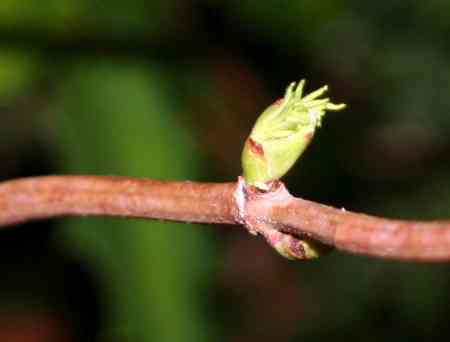 Bourgeons