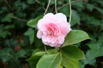 medium_camellia_rose.jpg