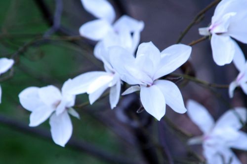 magnolia sal paris 23 mars 029.jpg