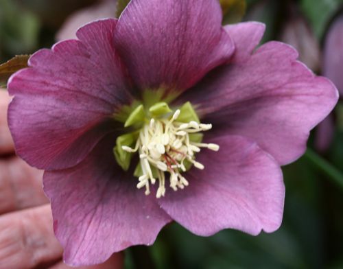 7 hellebore veneux 7 mars 016.jpg