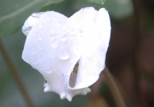11 cyclamen hederifolium rec veneux 27 août 2017 006.jpg