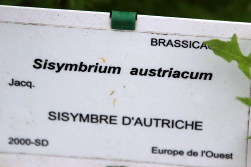 11 sisymbrium austriacum marnay 8 mai 2014 034 (4).jpg