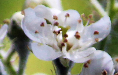 sorbus torminal  fleur 20 avril 2014 007 (3).jpg