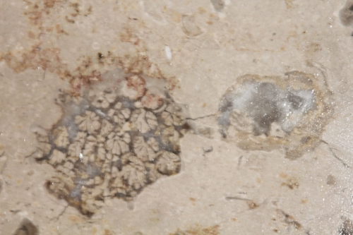 fossile comblanchien 28 août 2015 010.jpg