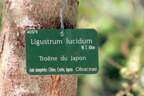 ligustrum lucidum paris 21 juil 2012 305.jpg
