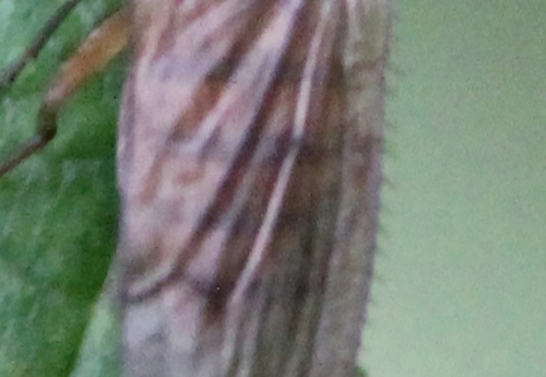 dasineura ulmaria aile ciliée romi 22 oct 2014 015.jpg