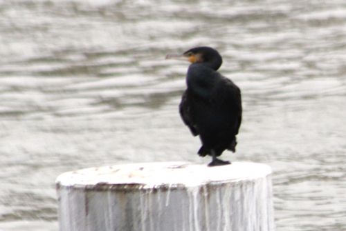 cormoran paris 10 nov 2012 023 (1).jpg