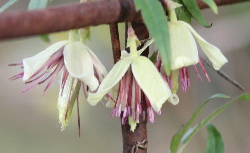 e clematis napaulensis fleurs paris 31 janv 2015 097.jpg