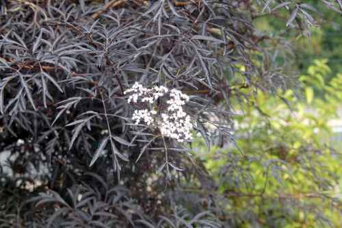 6 black lace jardiland 20 août 2012 006.jpg