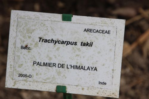 13 trachycarpus takil marnay 8 mai 2014 065 (2).jpg