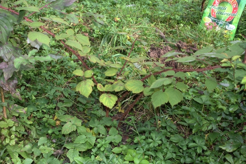 8 rubus phoenicolasius romi 30 sept 2014 019 (1).jpg
