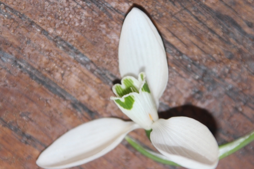 7 galanthus elwesii monostictus veneux 4 janv 2016 001 (3).jpg