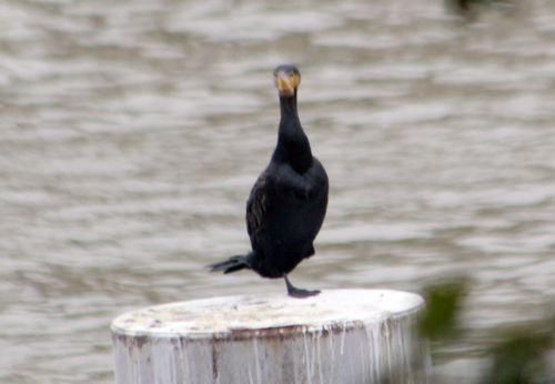 cormoran paris 10 nov 2012 028 (6).jpg
