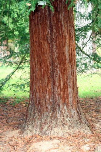 Sequoia sempervirens 3 nov 039.jpg