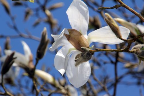 2 magnolia wada's memory gb 25 mars 2012 021.jpg