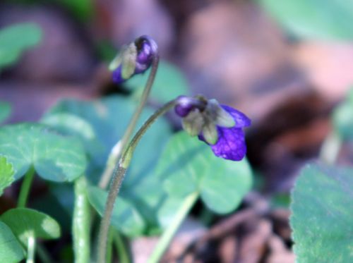 violette bois veneux 23 mars 008.jpg