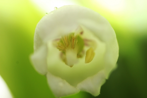 3 convallaria 1 mai 2015 009.jpg