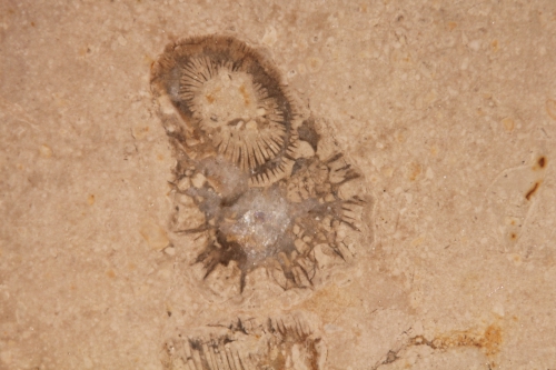 fossile comblanchien 28 août 2015 009.jpg