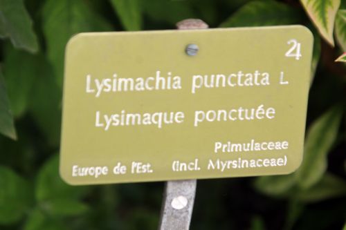 5 lysimachia punctata paris 23 juin 2012 317.jpg