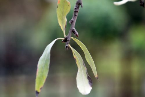 2 pyrus salicifolia paris 10 nov 2012 081 (2).jpg