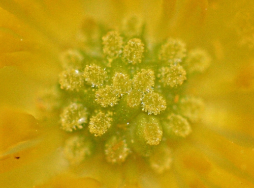 ficaire stigmates pollen 27 mars 2011 pp 005.jpg