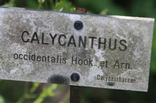 calycanthus occidentalis 10 août 2013 189 (7).jpg