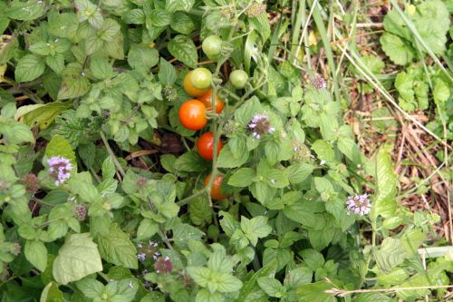 tomates romi 9 août 042.jpg