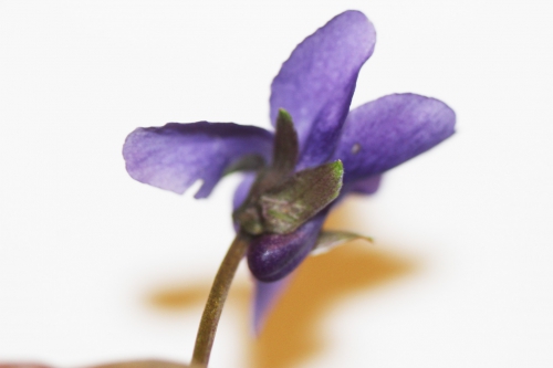 5 violette veneux 16 janv 2015 049.jpg